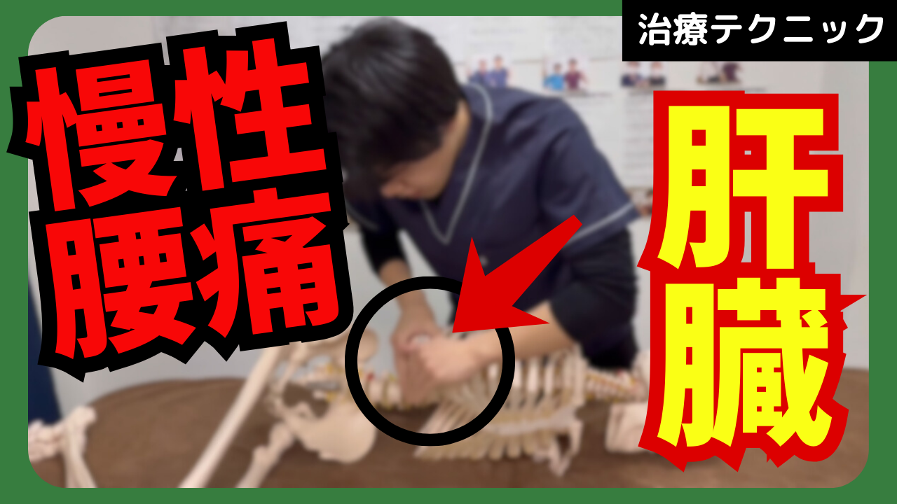 慢性腰痛の原因は肝臓だった！？腰痛を改善させる肝臓の治療テクニックをご紹介！！